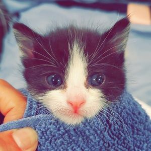 Meet your Posher, Monica